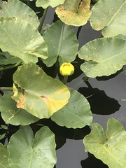 Nuphar polysepala