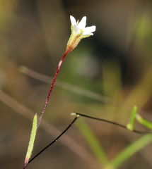 Linanthus harknessii