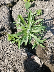 Gnaphalium uliginosum