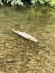 Salmo salar