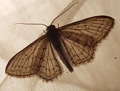Idaea
