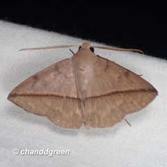 Ugia purpurea
