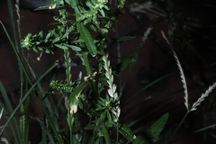Eleusine indica