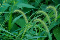 Setaria faberi