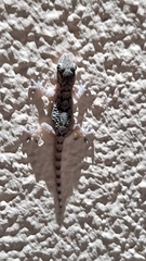 Tarentola mauritanica