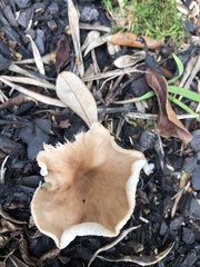 Rhodocollybia butyracea