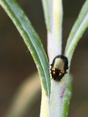 Phratora