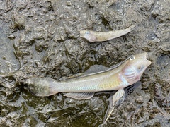 Acanthogobius flavimanus