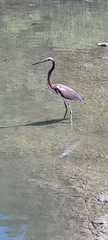Egretta tricolor