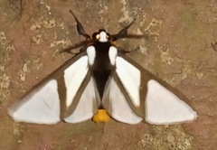 Turuptiana annesmithae