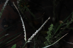 Eleusine indica