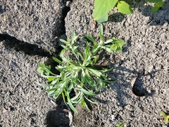 Gnaphalium uliginosum