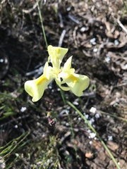 Moraea neglecta