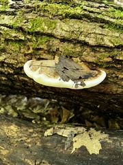 Fomitopsis ochracea