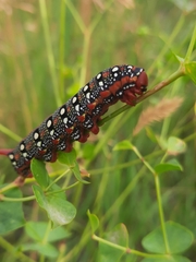 Hyles euphorbiae