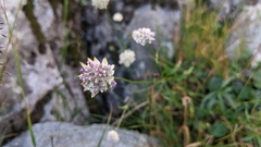 Astrantia