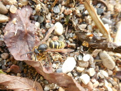 Dolichovespula media