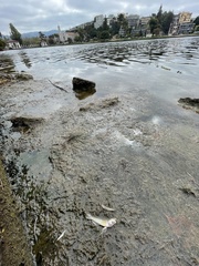 Acanthogobius flavimanus