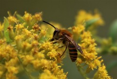 Colletes hederae