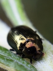 Phratora