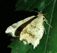 Macaria aemulataria