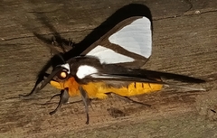 Turuptiana annesmithae