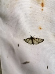 Conchylodes ovulalis
