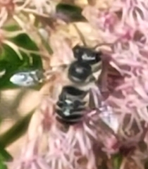 Megachile mendica