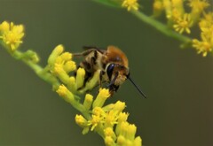 Colletes hederae