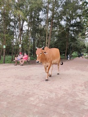 Bos taurus