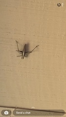 Schistocerca obscura