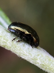 Phratora