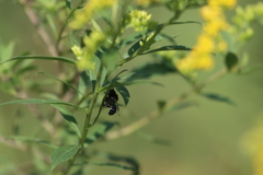 Megachile campanulae