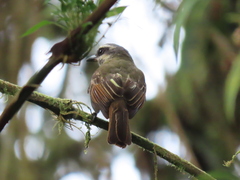 Myiodynastes hemichrysus