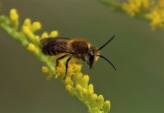 Colletes hederae