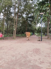 Bos taurus