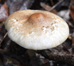 Leucoagaricus americanus