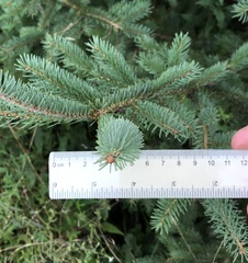 Picea glauca