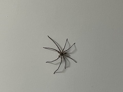 Araneae