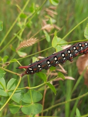Hyles euphorbiae