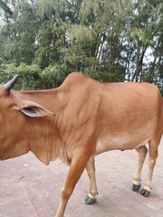 Bos taurus