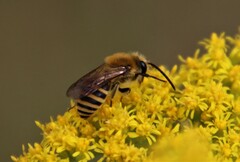 Colletes hederae