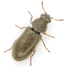 Trichochrous erythropus