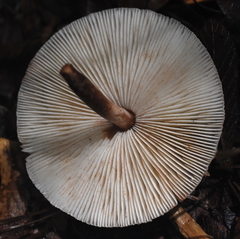 Leucoagaricus americanus