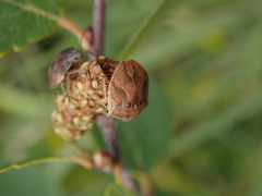 Homaemus aeneifrons