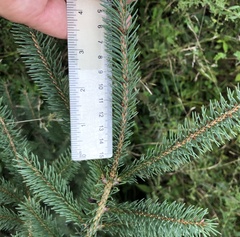 Picea glauca