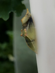 Pieris rapae