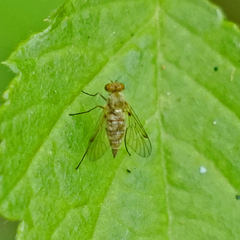 Chrysopilus