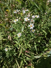 Symphyotrichum lanceolatum