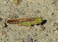 Locusta migratoria